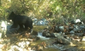 Endangered moon bear photographed in Korean border zone peppered with landmines